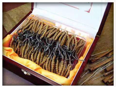 锡林浩特冬虫夏草回收